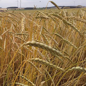 Bio-Dinkel ganz - 25.stunden.BROT