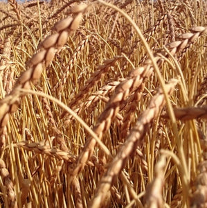 Bio Dinkel Vollkornmehl Oberkulmer Rotkorn - 25.stunden.BROT